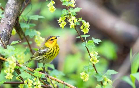 Cape May Warbler perched on a tree Stock Photos