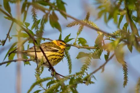 Cape May Warbler Stock Photos