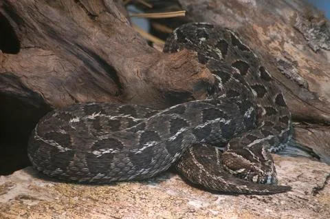 Cape Mountain Adder Stock Photos