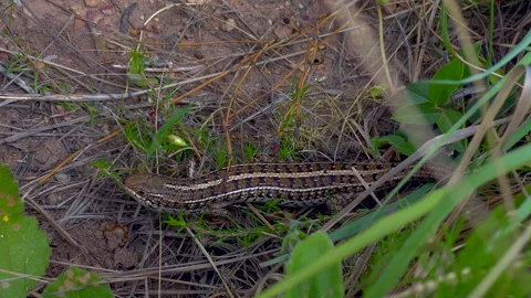 Cape mountain lizard Stock Footage 299976027