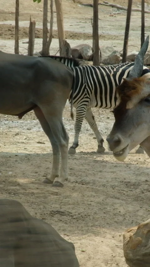 Cape Mountain Zebra Equus zebra walking in grassland landscape,looking at camera Stock Footage 276953185