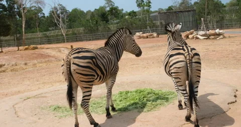 Cape Mountain Zebra Equus zebra walking in grassland landscape,looking at camera Stock Footage 276953256