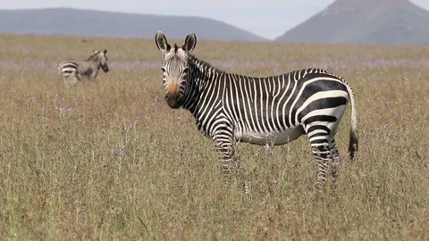 Cape mountain zebra grazing, Mountain Zebra National Park, South Africa Stock Footage