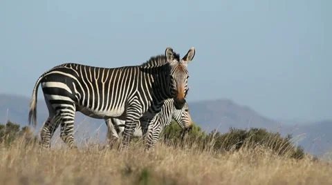 Cape Mountain Zebra, Mountain Zebra National Park, South Africa Stock Footage