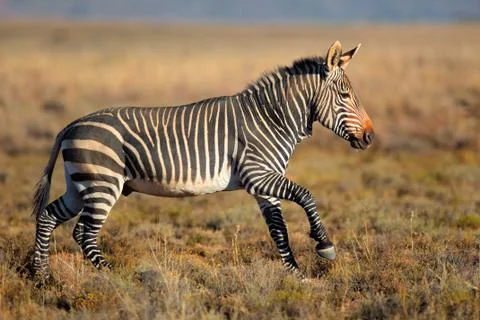 Cape mountain zebra Stock Photos