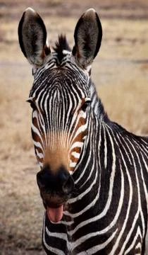 Cape Mountain Zebra Stock Photos