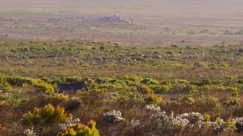 Cape mountain zebra standing in coastal fynbos of Table Mountain National Park Stock Footage 333899604