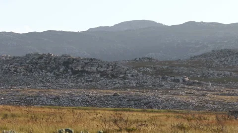 Cape mountain zebra walking across a grass plain wide angle shot Stock Footage 62491659