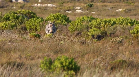 Cape Mountain zebra walking toward camera in fynbos at Cape Point in South Afric Stock Footage 62488570