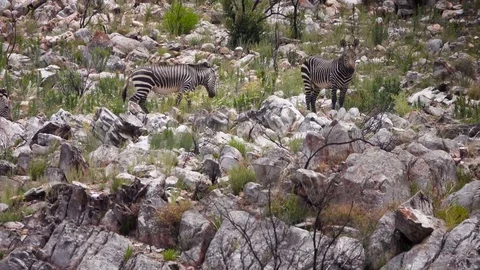 Cape Mountain Zebras in Gamkaberg Nature Reserve South Africa Stock Footage