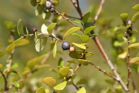 Cape myrtle Stock Photos