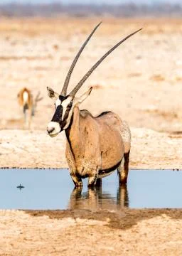 The Cape Oryx Stock Photos