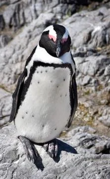 Cape Penguin Stock Photos
