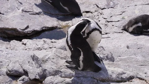 Cape Penguins Side by Side, Grooming Each Other. Stock Footage 308726175