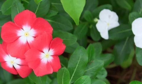 Cape Periwinkle Stock Photos