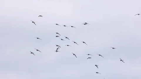 Cape Petrels Flock Flying Over Drake Passage Near Antarctica on Overcast Day 库存影片 345151441