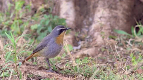 Cape Robin-Chat - Cossypha caffra Stock Footage 225480120