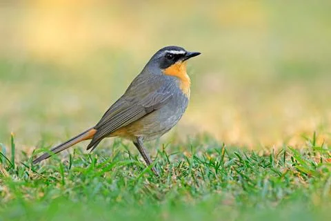 Cape robin-chat (Cossypha caffra) perched on green grass, South Africa Stock Photos