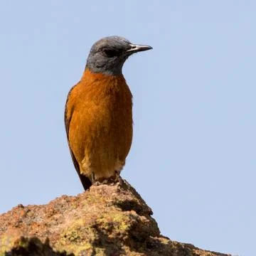Cape Rock-Thrush at Blyde River Canyon South Africa Stock Photos