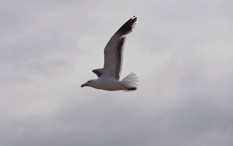 A Cape seagull in mid flight Stock Photos