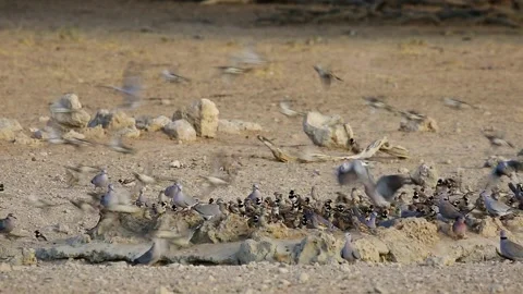 Cape sparrows and Cape turtle doves drinking water, Kalahari desert Stock Footage 140786287