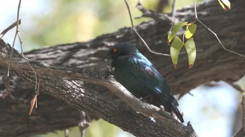 Cape starling perching in a tree at etosha Video stock 342361595