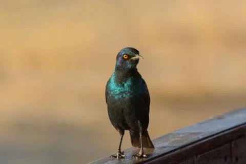 Cape starling Photos