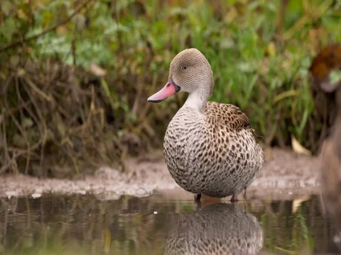 Cape teal (Anas capensis) Vídeo Stock 82609556