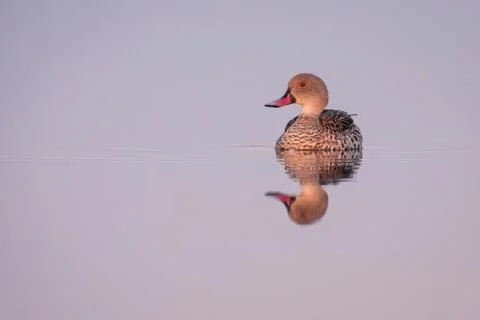 Cape teal with reflection on water. Stock Photos