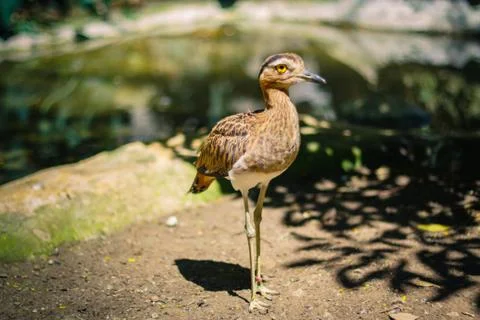 Cape Thick-Knee Stock Photos