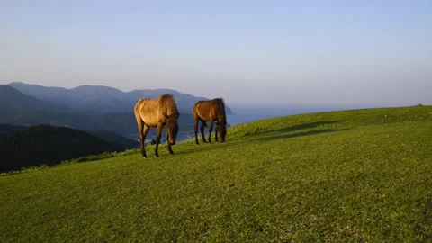 Cape Toi's Horses Stock Footage 332818640