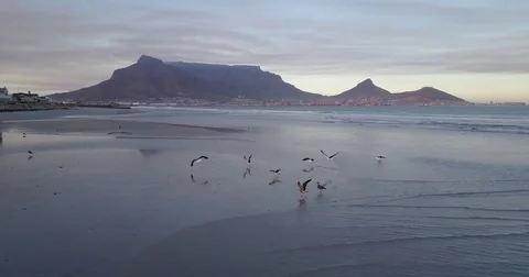 Cape Town beach, Table Mountain, Seagulls, South Africa Stock Footage 84526898