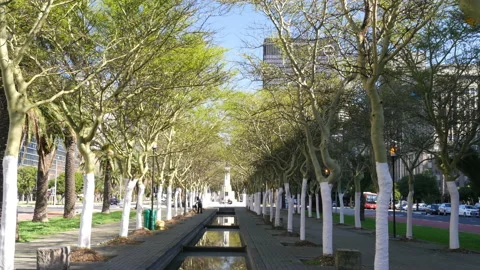 Cape Town CBD Tree lined avenue young woman black hair walks through shot Stock Footage 160611290