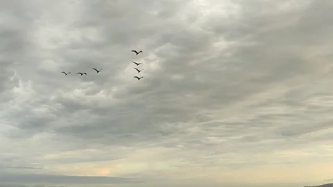 Cape Town. Flying ducks Stock Footage 258067110