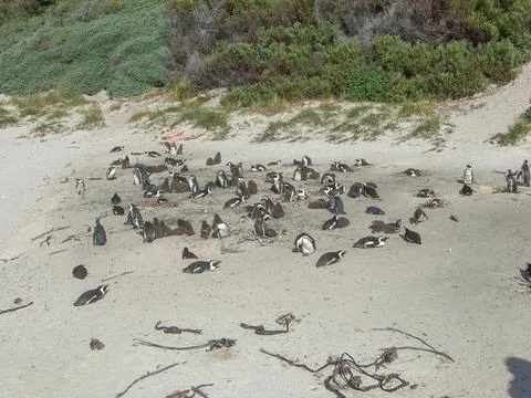 Cape Town penguins Stock Photos
