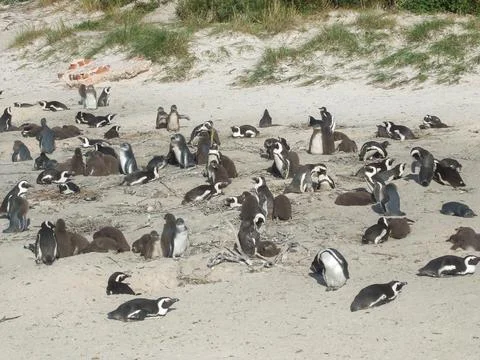 Cape Town penguins Stock Photos