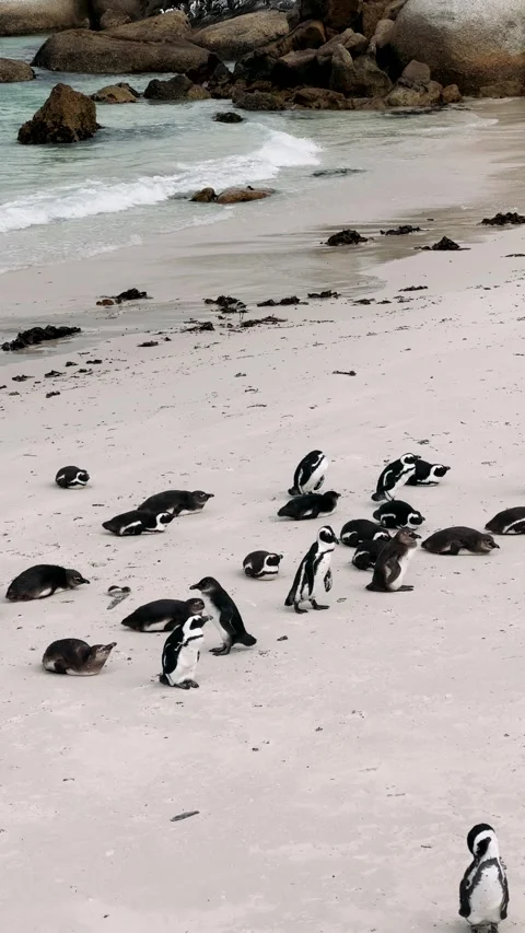 Cape Town penguins on the shore	 Stockbeeldmateriaal 333570633