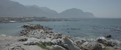 Cape Town penguins - UHD Prores 422 Stock Footage 104031762