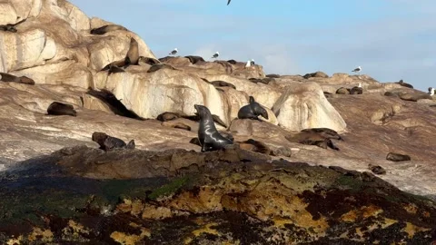 Cape Town Seals Stock Footage 277828830