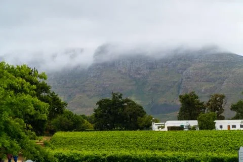Cape Town Vineyard Stock-Fotos