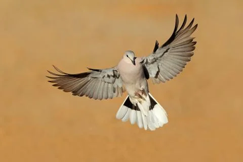 Cape turtle dove in flight Stock Photos