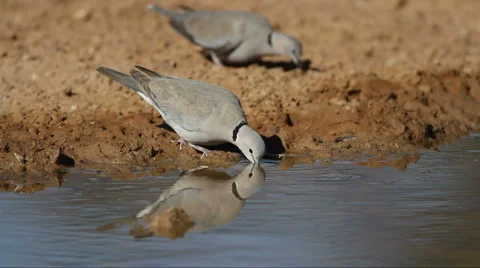Cape turtle dove Stock Footage