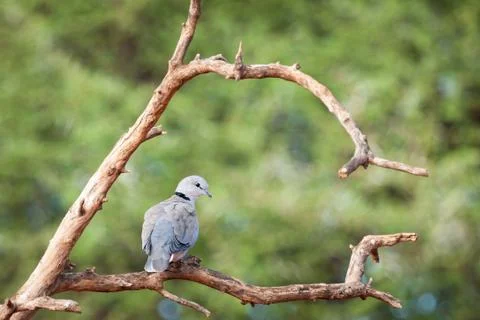 Cape turtle dove Stock Photos