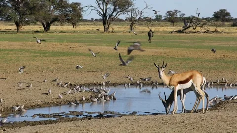 Cape turtle doves and springbok antelopes at a waterhole, Kalahari desert Stock Footage 266867815