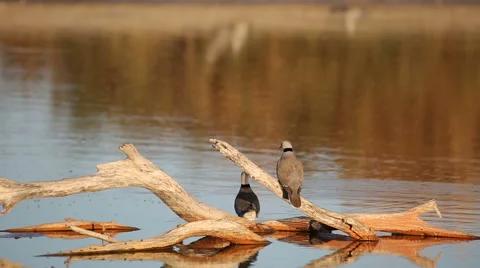 Cape turtle doves drinking water Stock Footage 40589735
