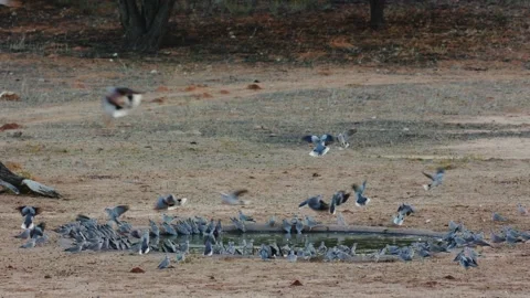 Cape turtle doves drinking water early morning Stock Footage 243819942