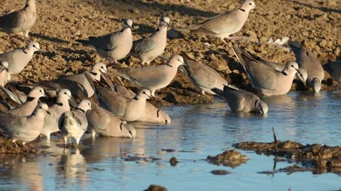 Cape turtle doves drinking water, Kalahari desert, South Africa Stock Footage 251648924