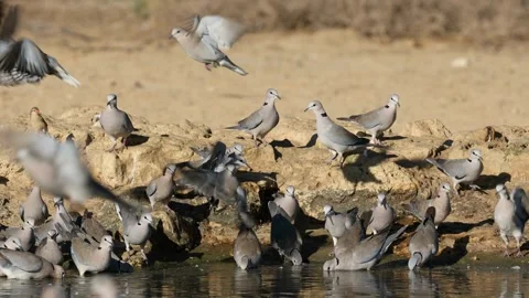 Cape turtle doves drinking water, Kalahari desert, South Africa Stock Footage 303880938