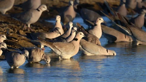 Cape turtle doves drinking water, Kalahari desert, South Africa Stock Footage 328568963