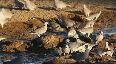 Cape turtle doves Stock Footage 25051291